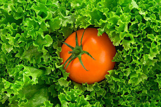 Lettuce and tomato stock photo