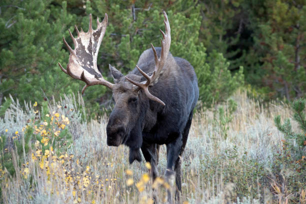istock Bull Moose in Tetons 1735701786