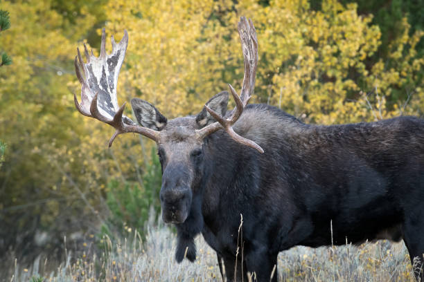 istock Bull Moose in Tetons 1735701787