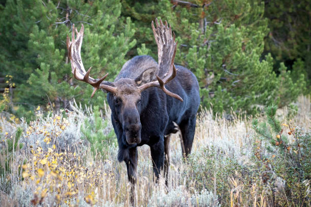 istock Bull Moose in Tetons 1735701789