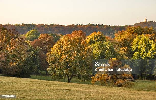 Outono - Fotografias de stock e mais imagens de Amarelo - Amarelo, Ao Ar Livre, Arvoredo