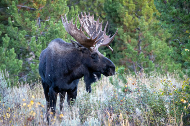 istock Bull Moose in Tetons 1735702340