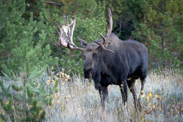 istock Bull Moose in Tetons 1735702893