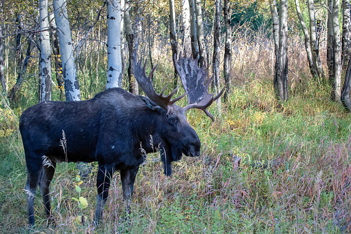 A Large Moose eating in a river.