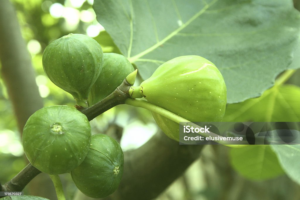 Colheita de figo - Foto de stock de Adulto maduro royalty-free