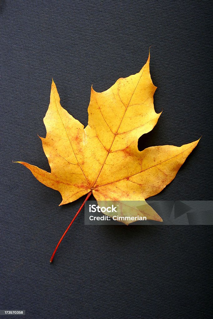 Outono Maple Leaf - Foto de stock de Amarelo royalty-free