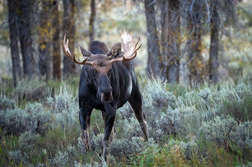 Appealing close up of bull moose focuses on stern brown eye and unique paddle of large antlers on male animal in Wyoming on Moose Wilson Road near Jackson