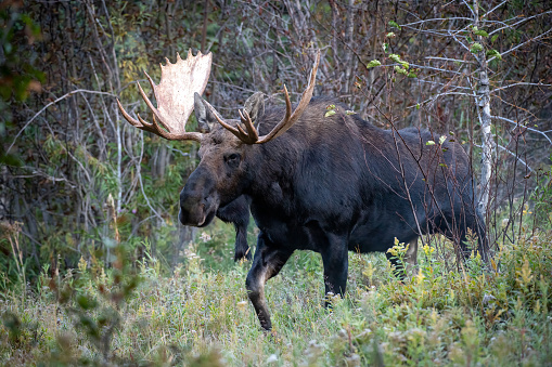 Portrait of a moose bull (Alces alces) seen from slightly below. Antlers are wide and fully grown. Moose look to the side.