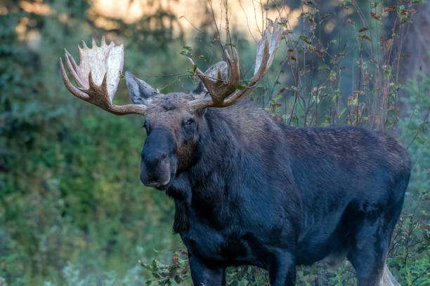 istock Bull Moose in Tetons 1735704651