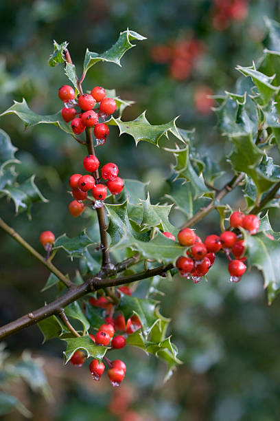 istock Icy Festive holly branch with red berries 173570473