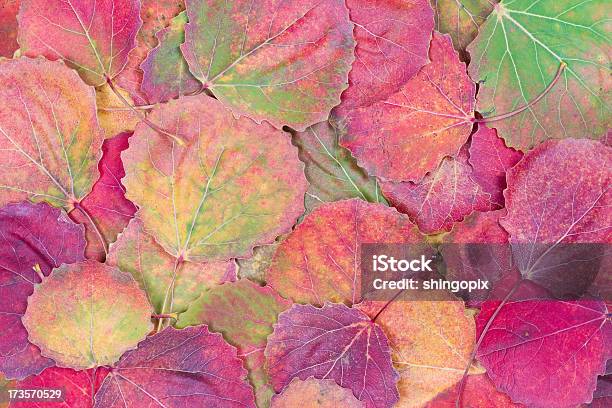 Folhas De Outono - Fotografias de stock e mais imagens de Amarelo - Amarelo, Botânica - Ciência de plantas, Colorido