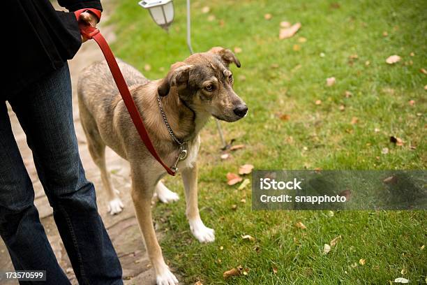 Foto de Andar Com O Cachorro e mais fotos de stock de Andar - Andar, Animal, Coleira para animais de estimação