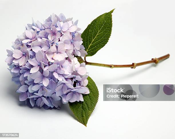 Hidrângea 0001 - Fotografias de stock e mais imagens de Beleza - Beleza, Bouquet, Canteiro de flores
