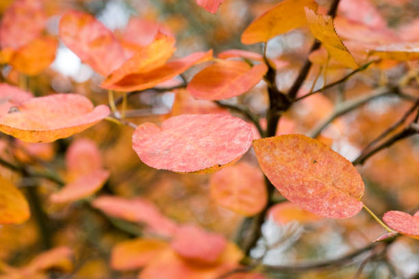 istock Colorful autumn leaves 173570699