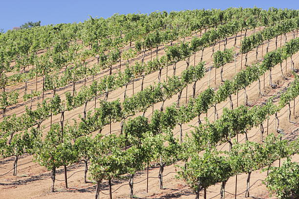 winery vineyard grapevines paysage agricole - vineyard california carneros valley hill photos et images de collection