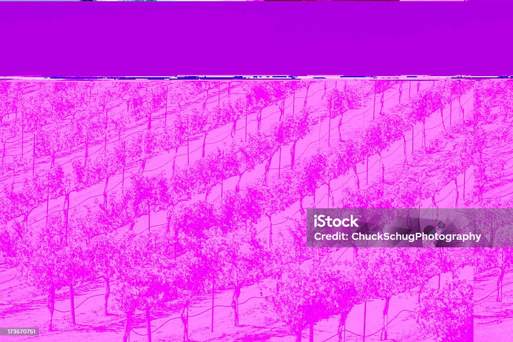 Winery Vineyard Grapevines Agricultural Landscape Winery grapevine rows on sunny rolling vineyard agricultural landscape.  Napa Valley, California, 2008. Agricultural Activity Stock Photo