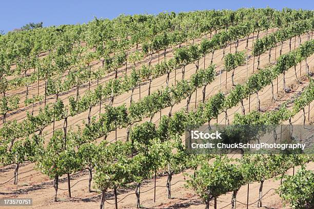 Foto de Vinícola Videiras Agrícolas e mais fotos de stock de Agricultor - Agricultor, Agricultura, Antioxidante