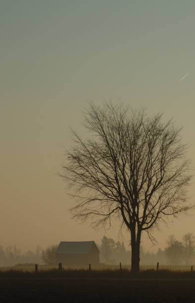 istock Barn and Tree on a Foggy Morning 173570801