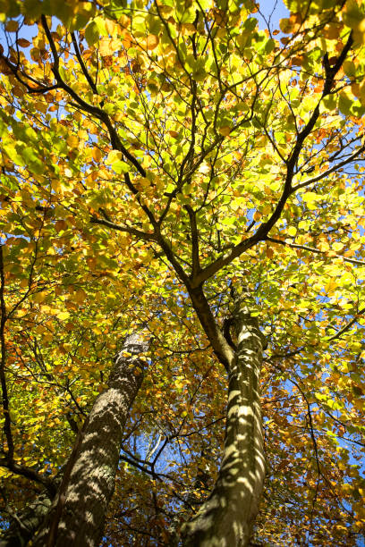 istock Golden Autumn leaves 173570899