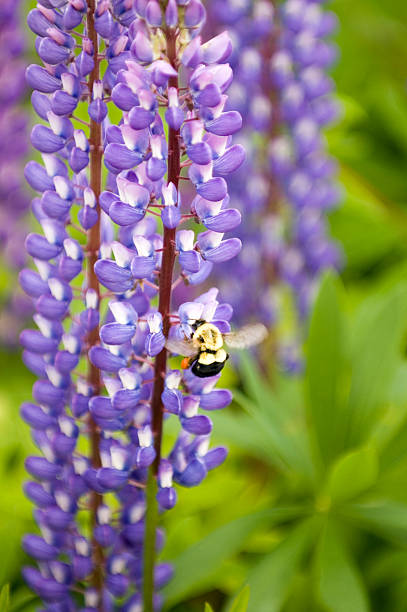 bumblebee on purple lupins stock photo