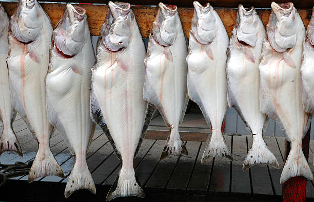 frisch gefangenen heilbutt aus homer spit, alaska, usa - halibut flatfish fish hanging stock-fotos und bilder