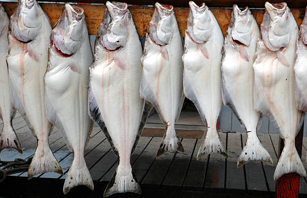 appena pescati ippoglosso di homer sputi, alaska, usa - halibut flatfish fish hanging foto e immagini stock