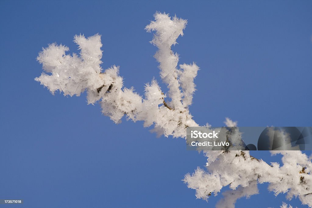 Inverno branch - Foto stock royalty-free di Brina - Acqua ghiacciata