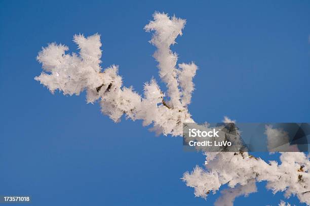 Inverno Branch - Fotografie stock e altre immagini di Brina - Acqua ghiacciata - Brina - Acqua ghiacciata, Cielo, Clima polare