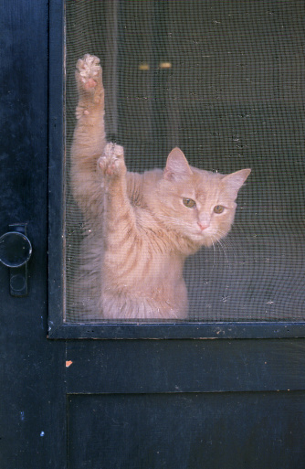 Cat hanging from screen of screen door. Clean scan of slide film, virtually no grain visible.