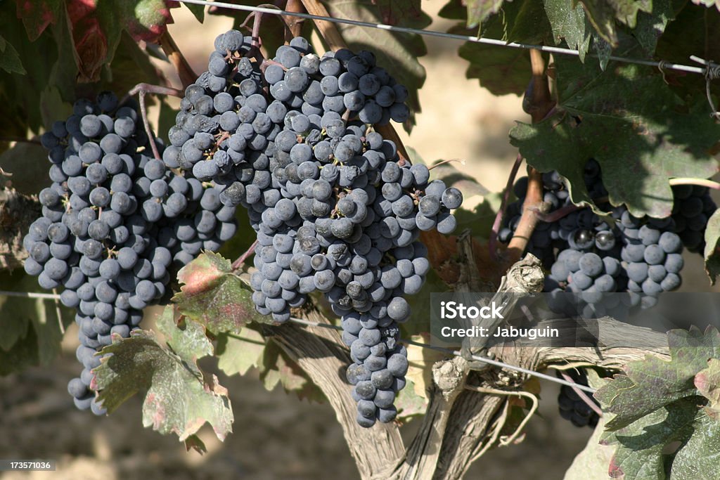Great grona winogron - Zbiór zdjęć royalty-free (Bez ludzi)