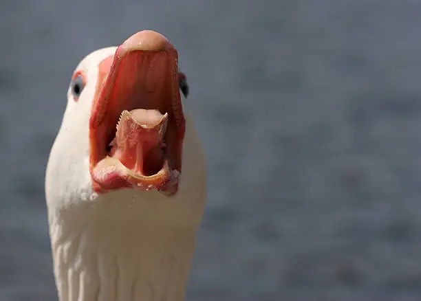 Photo of Killer Goose