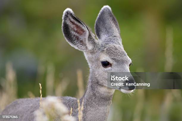 Veado Cria De Enho Em Prado - Fotografias de stock e mais imagens de América do Norte - América do Norte, Animal, Animal selvagem