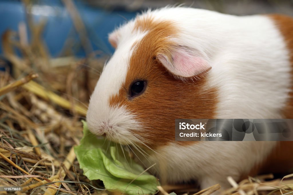 Conejillo de Indias ensalada de alimentación - Foto de stock de Alimentar libre de derechos