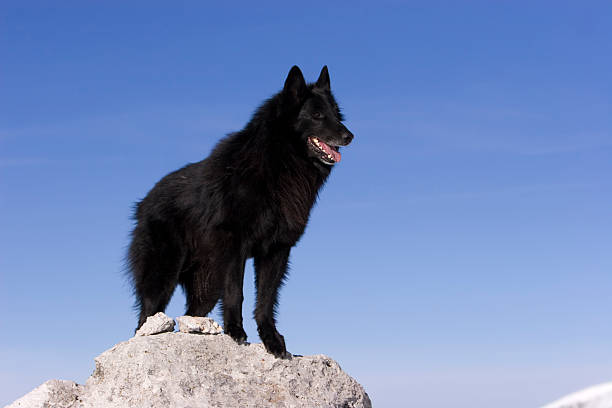 cane pastore belga groenendal - belgian sheepdog foto e immagini stock