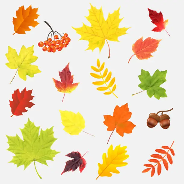 Vector illustration of Autumn Leaves Big Set Isolated