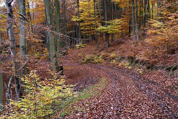 camino en el bosque fines del otoño - herbstwald fotografías e imágenes de stock