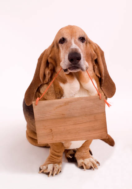 istock Basset Hound with Sign 173571599