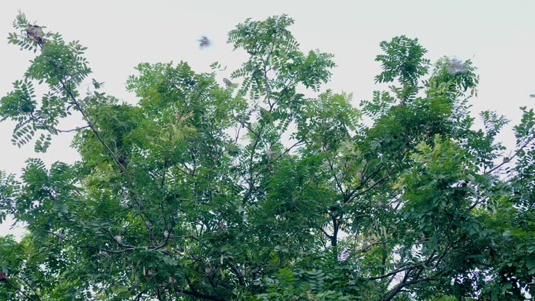 Flock of sparrows on the tree The home of little birds, sparrows, their beds in the evening.