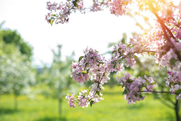 istock Bush of violet flowers in park 1735718221