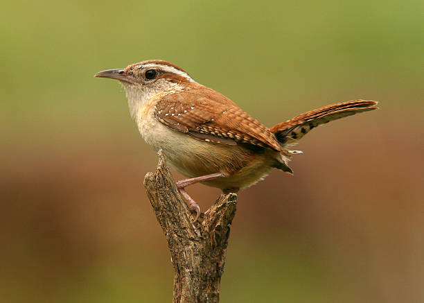 carolina wren - wren fotografías e imágenes de stock