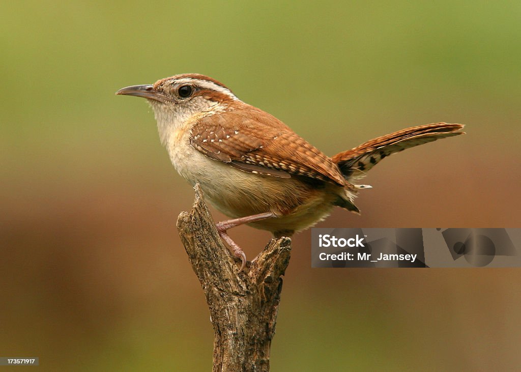 Alert Carolina wren perched on a branch  A Carolina Wren momentarily perching on a twig. South Carolina Stock Photo