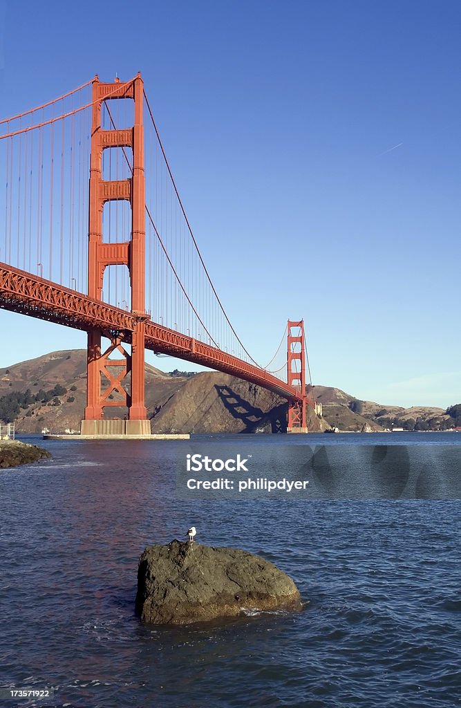 Golden Gate de gaviota - Foto de stock de Agua libre de derechos