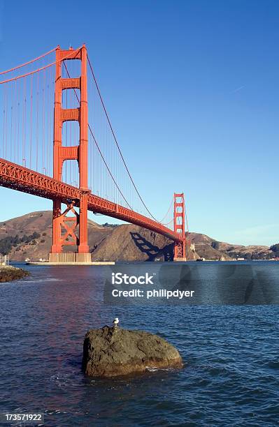 Golden Gate De Gaviota Foto de stock y más banco de imágenes de Agua - Agua, Animal, Arquitectura