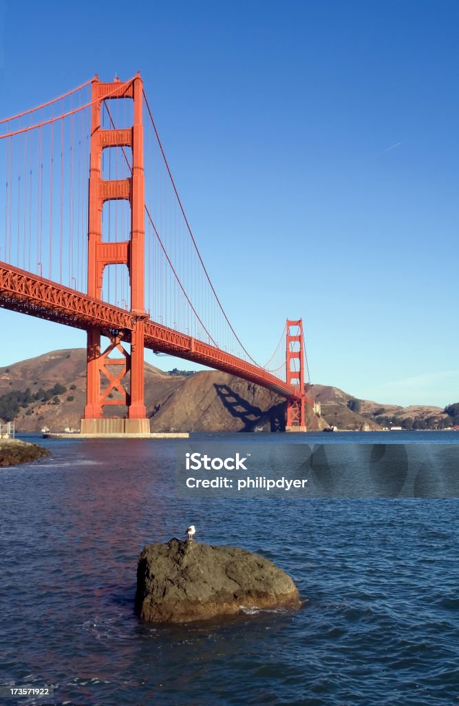 Golden Gate di gabbiano - Foto stock royalty-free di Acqua