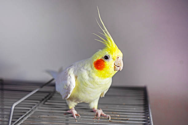 istock cute cockatiel parrot on his cage from above 1735721364