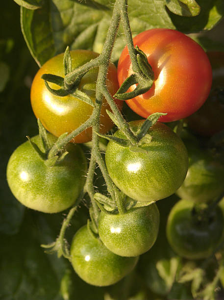 Tomates maturação - fotografia de stock