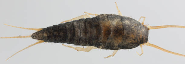 istock Silverfish (Lepisma saccharina), adult. Isolated on a gray background. Top view. 1735722564