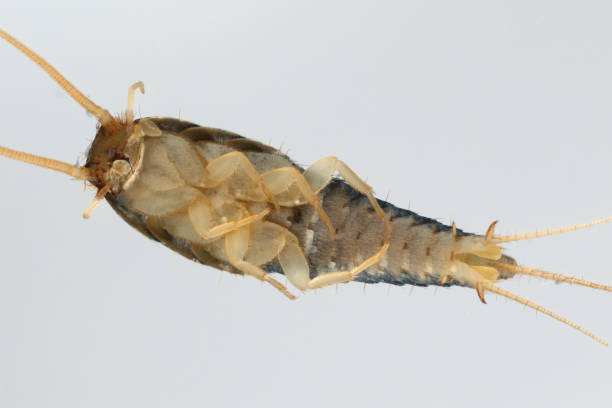 istock Silverfish (Lepisma saccharina), adult. Visible underside of the body. 1735722572