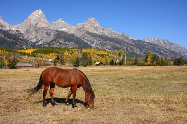 istock Horse and Grand Teton 173572410