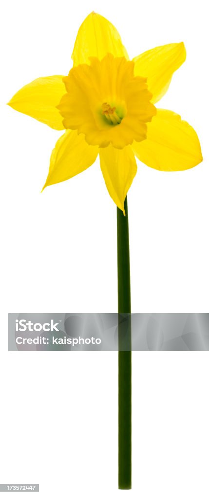Single daffodil - Lizenzfrei Blume Stock-Foto